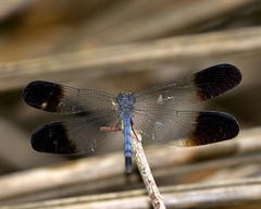 Uracis fastigiata