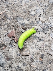 Paonias excaecata