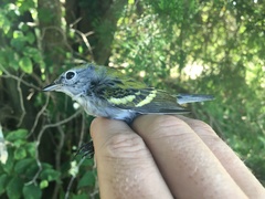 Setophaga pensylvanica