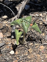 Proboscidea parviflora