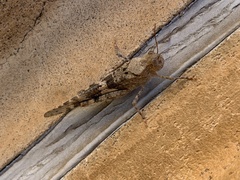 Trimerotropis pallidipennis