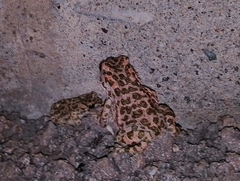 Bufotes viridis viridis