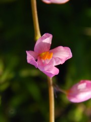 Ixia scillaris scillaris