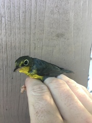 Cardellina canadensis