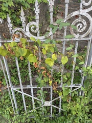 Ampelopsis glandulosa