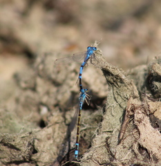 Enallagma boreale