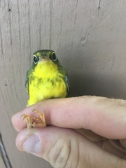 Cardellina canadensis