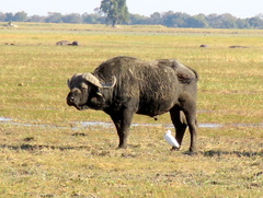 Syncerus caffer caffer