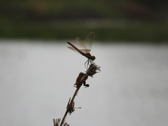 Sympetrum depressiusculum