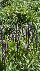 Verbena hastata