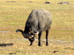 Syncerus caffer caffer