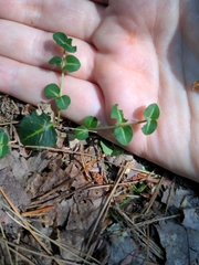 Mitchella repens