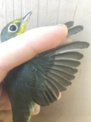 Cardellina canadensis