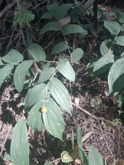 Prosartes hookeri