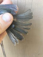 Cardellina canadensis