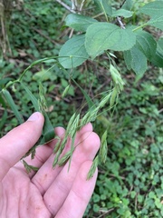 Bromus ciliatus