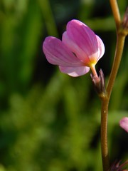 Ixia scillaris scillaris