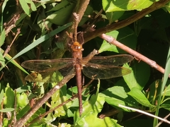 Aeshna grandis