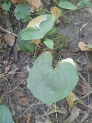 Maianthemum dilatatum