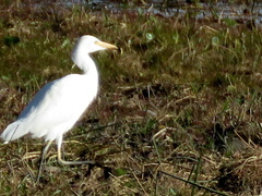 Bubulcus ibis ibis