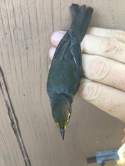 Cardellina canadensis