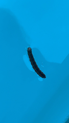 Spodoptera ornithogalli