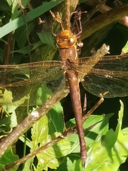 Aeshna grandis