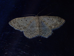Scopula marginepunctata