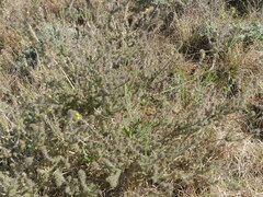 Aspalathus asparagoides asparagoides