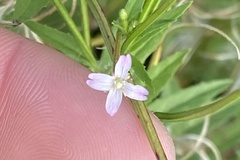 Epilobium ciliatum