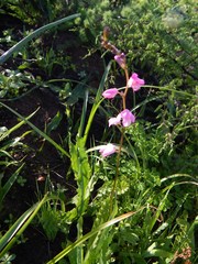 Ixia scillaris scillaris