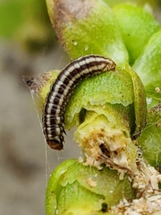 Homoeosoma electella