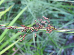 Juncus compressus