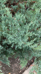 Juniperus chinensis
