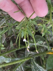 Epilobium ciliatum