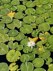 Nymphaea