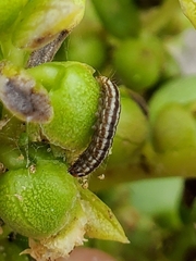 Homoeosoma electella