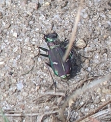 Cicindela purpurea