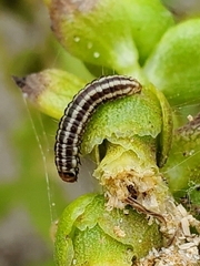 Homoeosoma electella