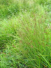Juncus compressus