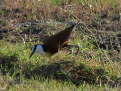 Actophilornis africanus