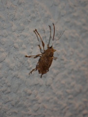 Curculio