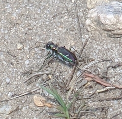 Cicindela purpurea