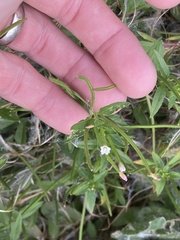 Epilobium ciliatum