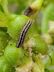 Homoeosoma electella