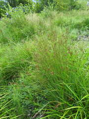 Juncus compressus