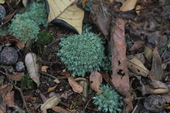 Leucobryum
