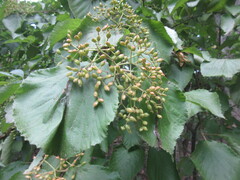 Viburnum dilatatum