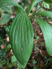 Lilium martagon
