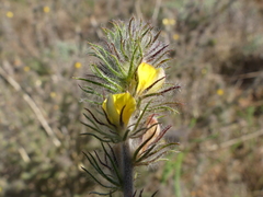 Aspalathus asparagoides asparagoides
